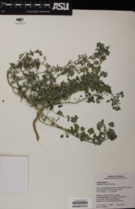 Herbarium Sheet of 